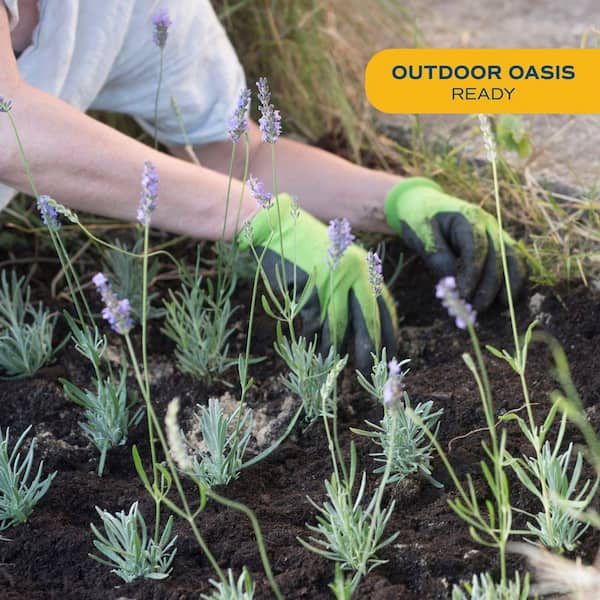 Costa Farms Outdoor Lavender Plant in 2 qt. Grower Pot, Avg. Shipping Height 12 in. Tall (2-Pack)