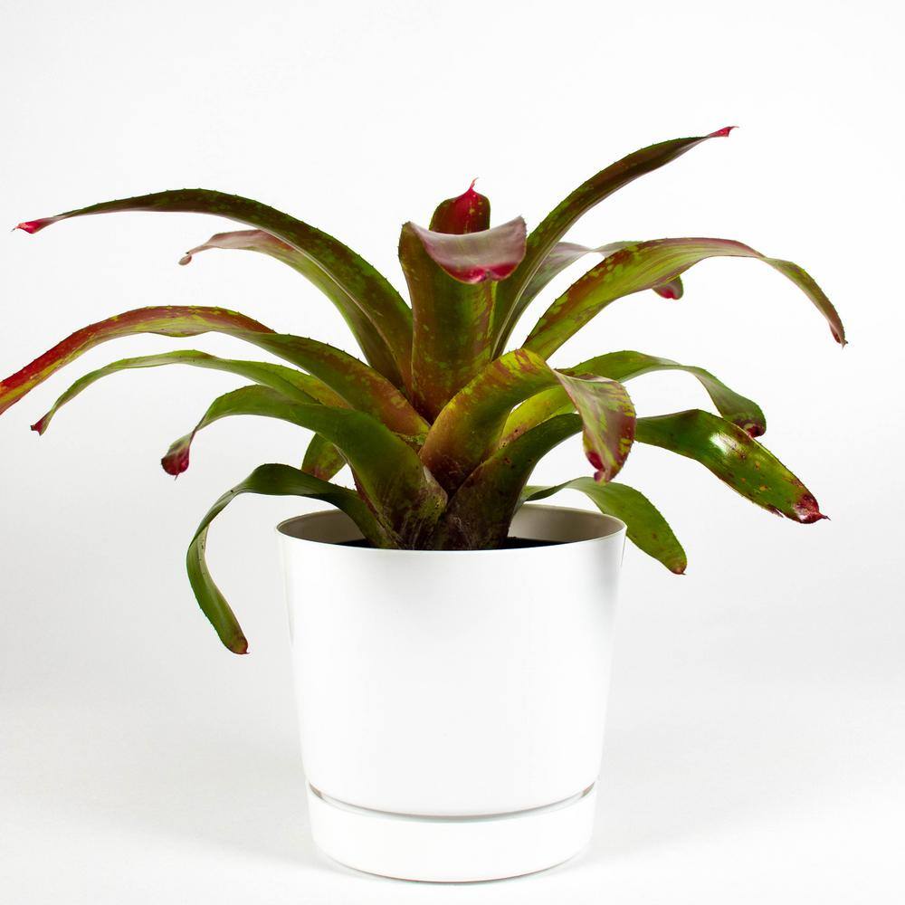 Gazpacho Bromeliad Live Plant Inside 6 in. Decorator
