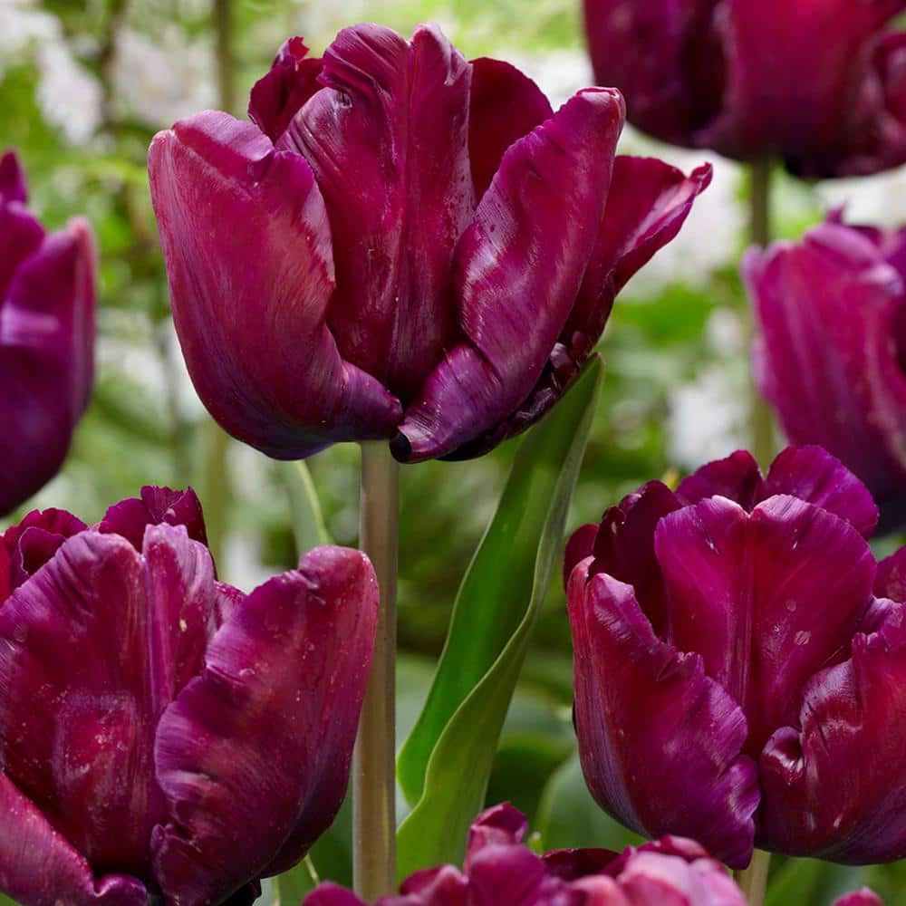 VAN ZYVERDEN Tulips Bulbs Victoria's Secret (Set of 12) 87006 - The ...