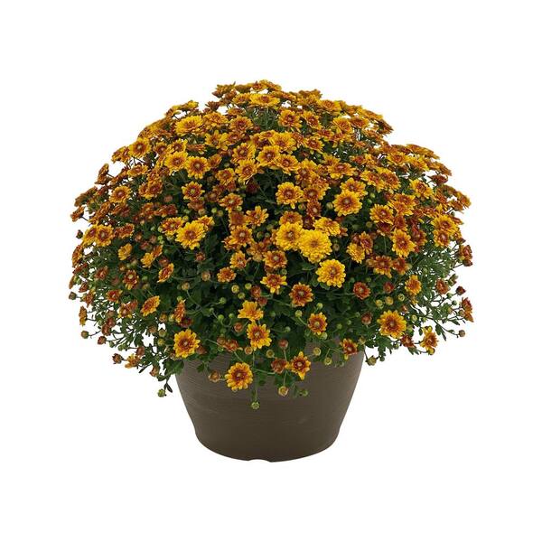 Vigoro 1.8 Gal. Mum Chrysanthemum Plant Orange Flowers in 11 In. Hanging Basket