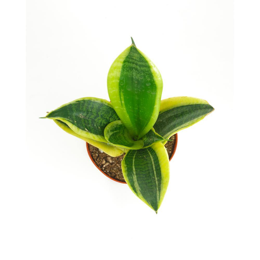 Large Brown Indoor Snake Plant in Grower Pot