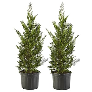 2.25 Gal. Leyland Cypress Evergreen Tree with Green Foliage (2-Pack)