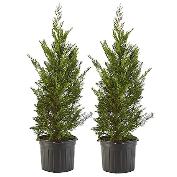 2.25 Gal. Leyland Cypress Evergreen Tree with Green Foliage (2-Pack) 15678 - The Home Depot