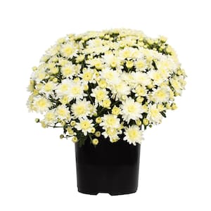 White Mum Chrysanthemum Garden Outdoor Plant in 2.5 qt. Grower Pot