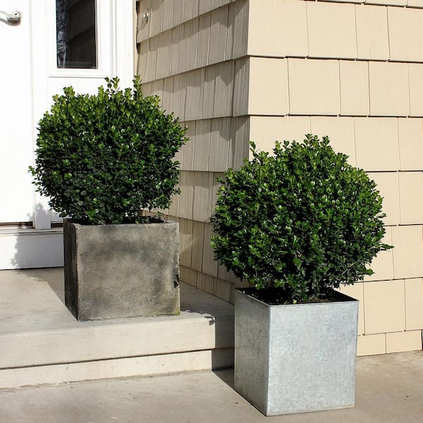 PROVEN WINNERS 4.5 in. Qt. Sprinter Boxwood (Buxus) Live Evergreen