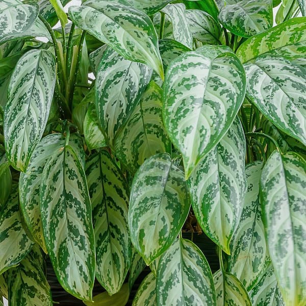 4 In. Chinese Evergreen 'Maria' Aglaomema Plant in Grower Pot - 4 Piece