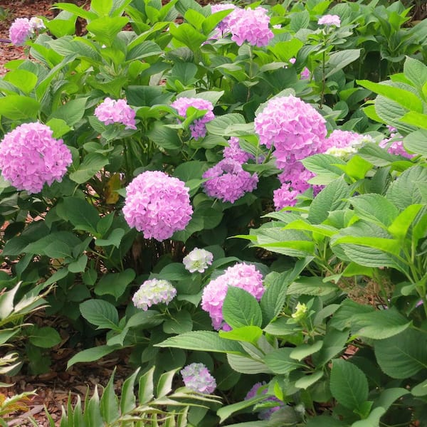 Perfect Plants Penny Mac Hydrangea in 3 Gal. Grower's Pot THD