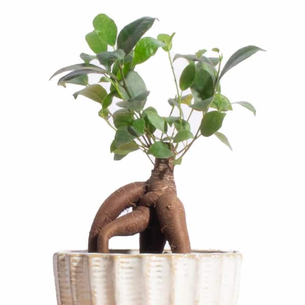 Shop Succulents Ficus Planter Ceramic Ginseng Home Depot - Acorn 1-ACORN-GINSENG-4 in The