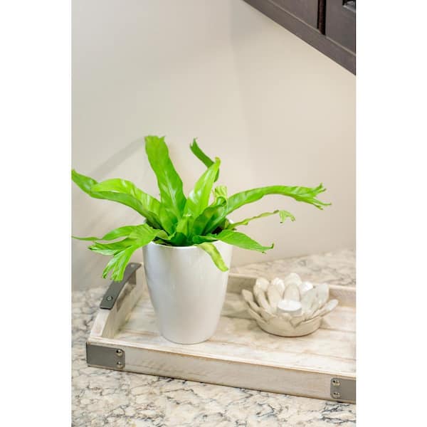 PROVEN WINNERS 5 in. Living Lace Crissie (Antiquum) - Japanese Bird's Nest Fern, Live Plant, Seagrass Container (1-Pack)