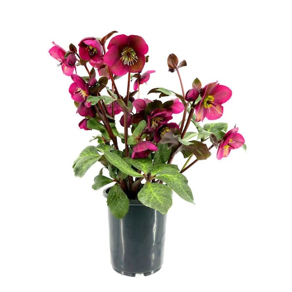 FROSTKISS 2.5 qt. Anna's Red Hellebore Perennial Plant with Dark Red Flowers (1-Pack)