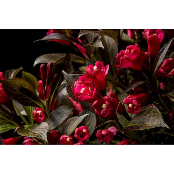 Jumbo Pint Electric Love Weigela Live Shrub, Vibrant Red Flowers