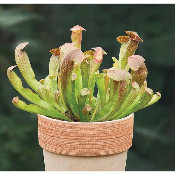 Wekiva Foliage Bug Bat Carnivorous Plant-Live Plant in a 6 Inch Pot-Sarracenia 'Bug Bat'-Indoor Tropical Carnivorous Plants