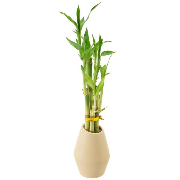 Lucky Bamboo Stalks in 'round Glass Vase' River Rock Lucky Green Inc 