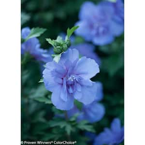 4.5 in. Qt. Blue Chiffon Rose of Sharon (Hibiscus) Live Shrub, Blue Flowers