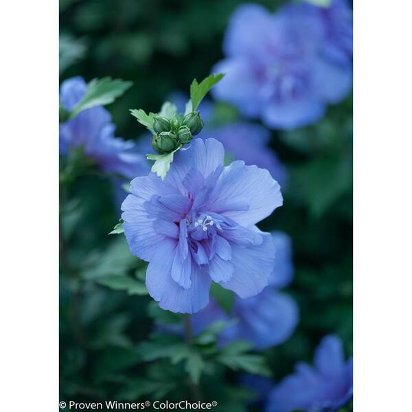 PROVEN WINNERS 3 Gal. Blue Chiffon Rose of Sharon (Hibiscus) Live Shrub, Blue Flowers