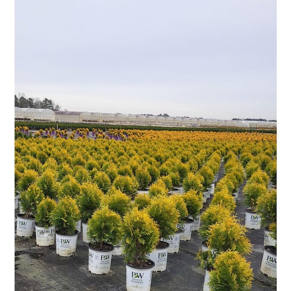 PROVEN WINNERS 2 Gal. Polar Gold Arborvitae (Thuja) Shrub with