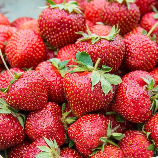 Wendy Strawberry Dormant Bare Root Starter Plant Roots (25-Pack)