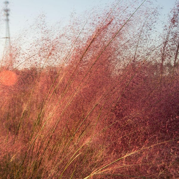 2.5 Qt. Pink Muhly Grass, Live Plant with Pink Plumes