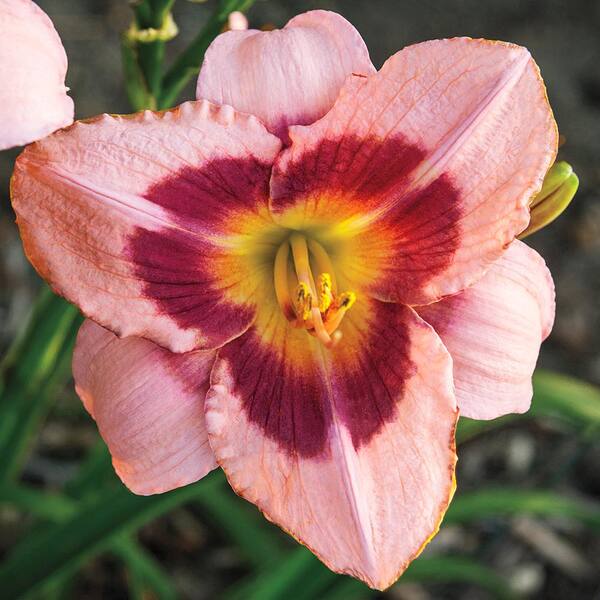 Spring Hill Nurseries 2.50 Qt. Pot Wineberry Candy Daylily (Hemerocallis), Live Perennial Plant, Pink and Red Flowers (1-Pack)
