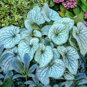 Light Blue Flowers Alexander's Great Brunnera Live Bareroot Perennial Plant (1-Pack)