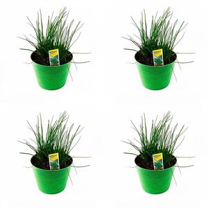1.5 Qt. Herb Plant Onion Chives in 6 In. Deco Pot (4-Plants)