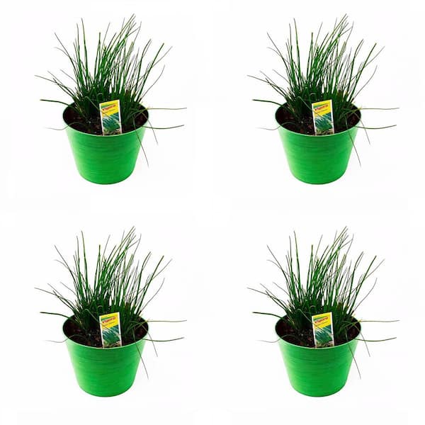 Pure Beauty Farms 1.5 Qt. Herb Plant Onion Chives in 6 In. Deco Pot (4-Plants)