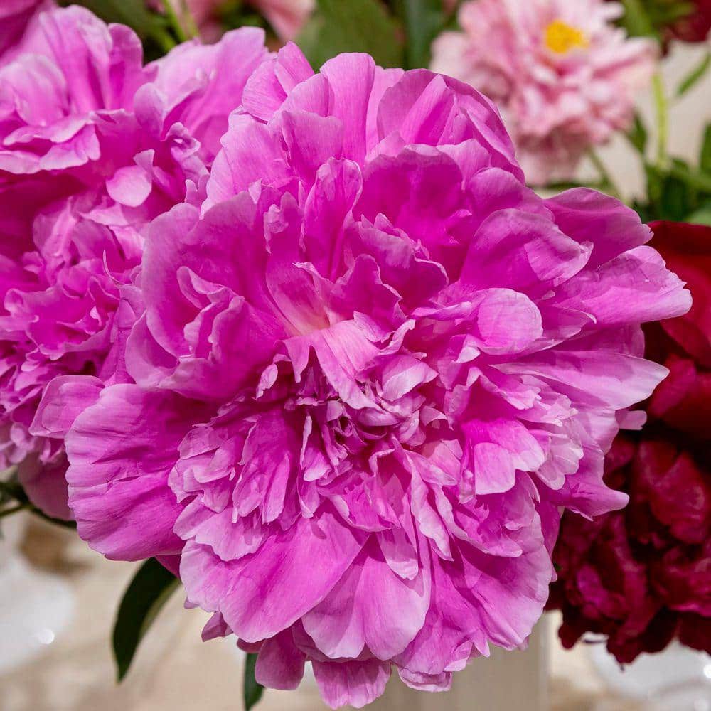 DIRECT GARDENING Jacorma Pink Flowering Peony Kit Dormant Bare