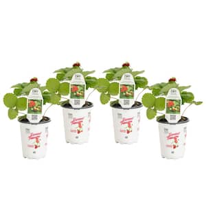 4.25 in. Grande Berried Treasure Red Strawberry (Fragaria) Live Plant, Red Strawberries (4-Pack)