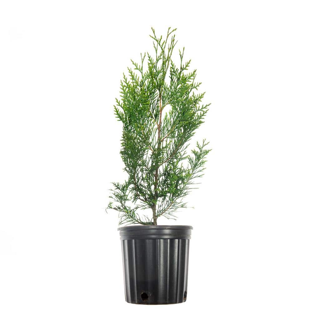 Perfect Plants 1-2 ft. Tall Thuja Green Giant in Grower's Pot THD00610 ...