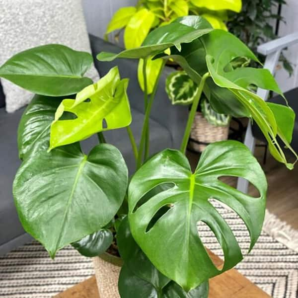 PROVEN WINNERS leafjoy Collection Monstera Deliciosa Live Indoor Plant in 7 in. Seagrass Pot, Avg Ship Height 23 in. PWMDP6SEA1PK - The Home Depot