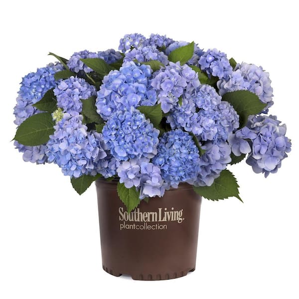 2 Gal. Dear Dolores Hydrangea Live Deciduous Shrub, Blue Mophead Flowers