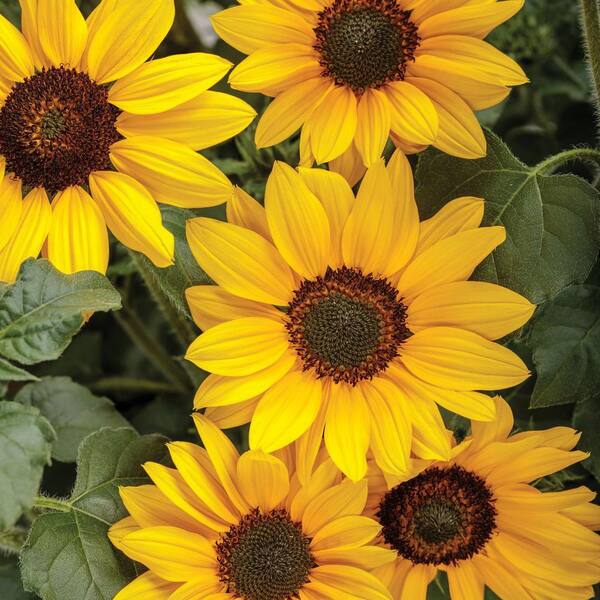 PROVEN WINNERS 4.25 in. Eco+Grande Suncredible Yellow (Helianthus