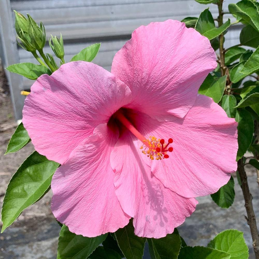 3 Gal. Seminole Pink Tropical Hibiscus Flowering Shrub with Large Single Pink Flowers price history on PriceWatchPro