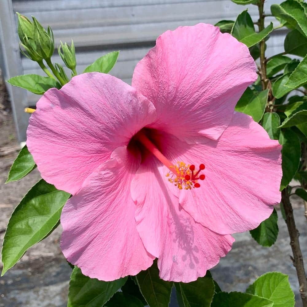 onlineplantcenter 3 gal. seminole pink tropical hibiscus flowering shrub  with large single pink flowers h949g3 - the home depot