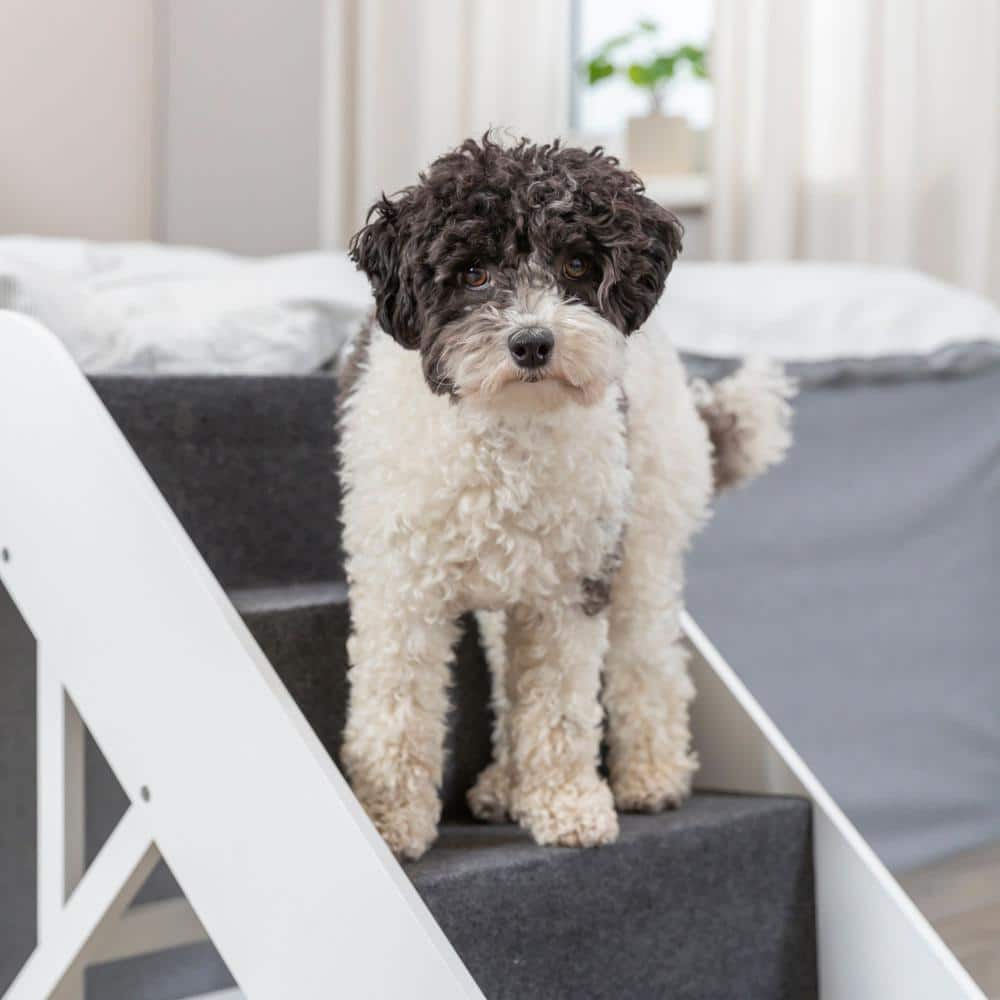 White Adjustable 4-Step Pet Stairs with Carpet Treads