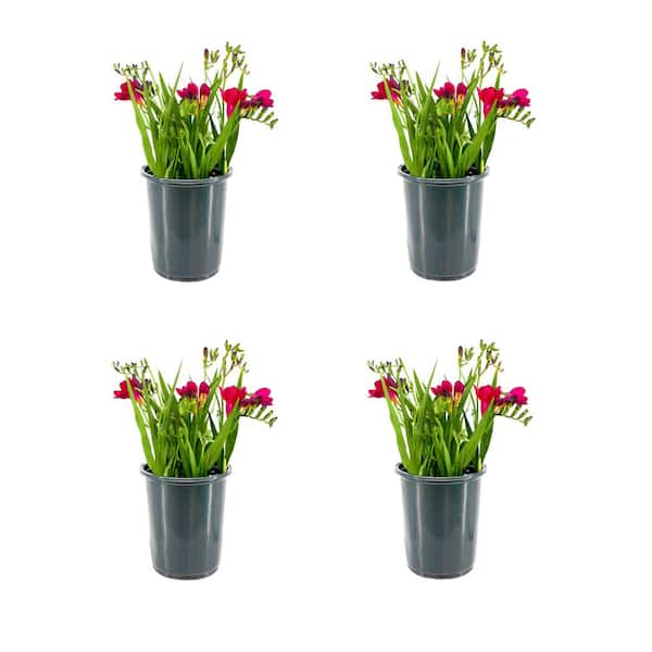 Unbranded Annual Freesia Rose in 2.5QT Pot (4-Pack)