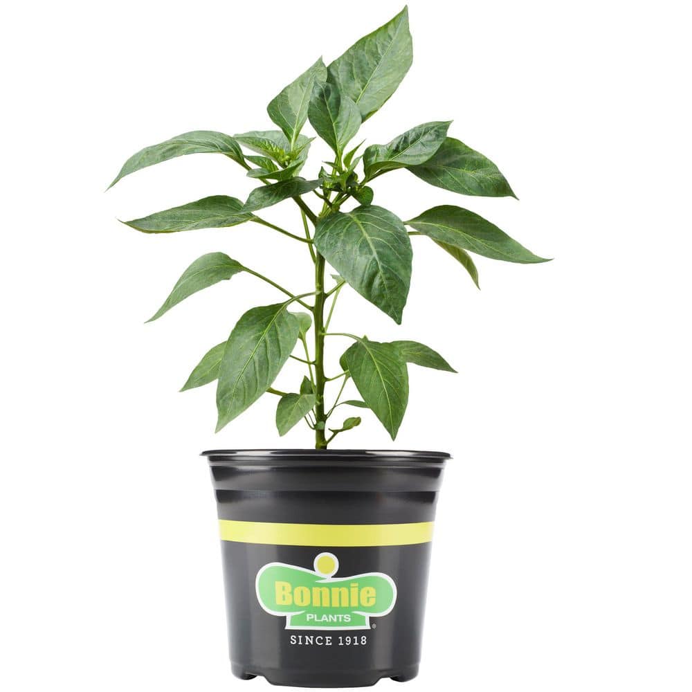 Ghost Pepper 2.32 qt Live Plants price history on PriceWatchPro