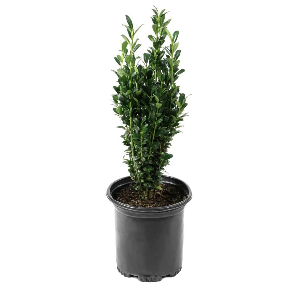 1 Gal. Holly Sky Pencil Shrub (2-Pack) price history on PriceWatchPro