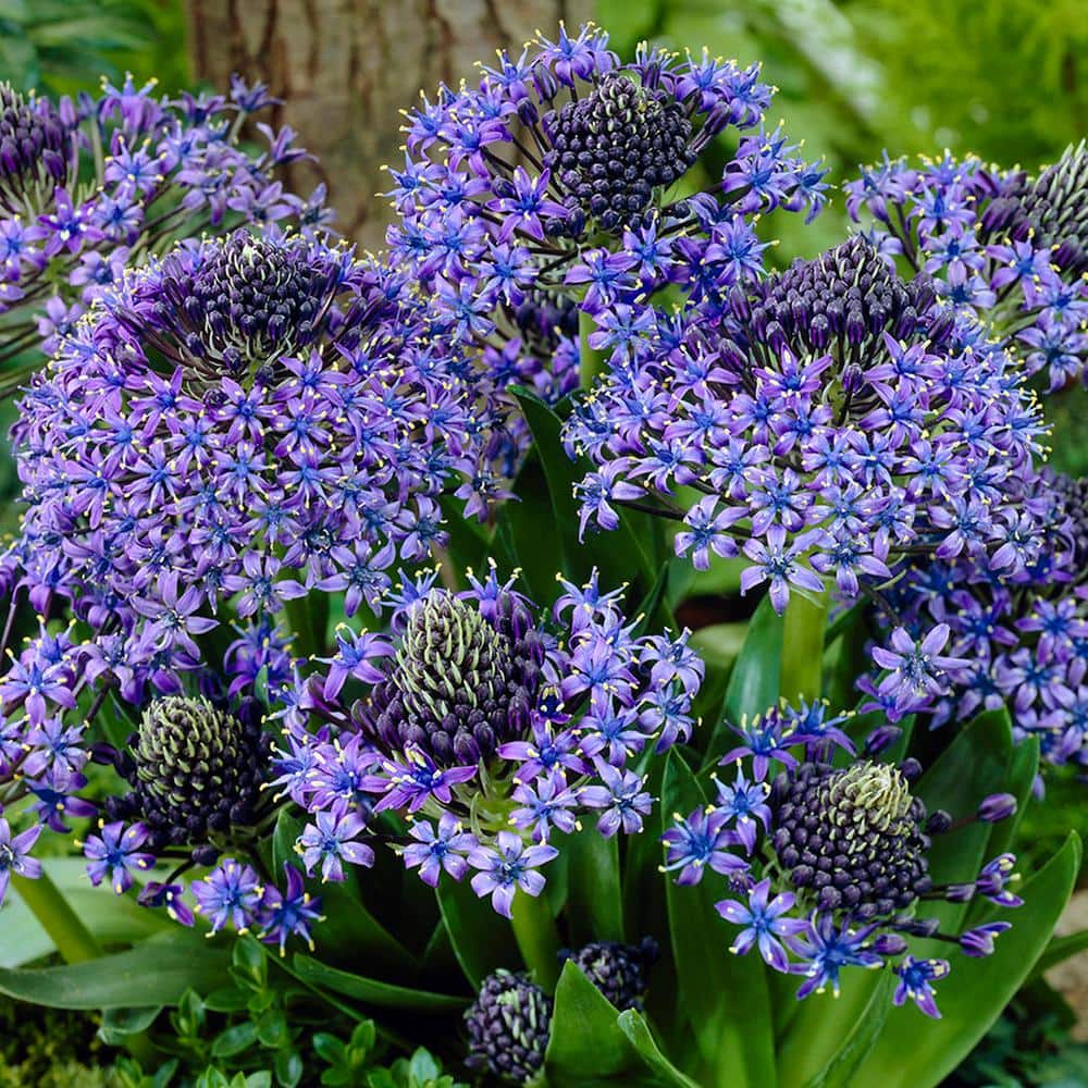 VAN ZYVERDEN Scilla Peruviana (Set of 5) 87115 - The Home Depot