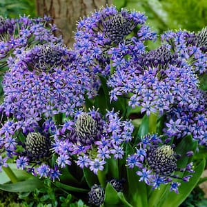 Scilla Peruviana (Set of 5)