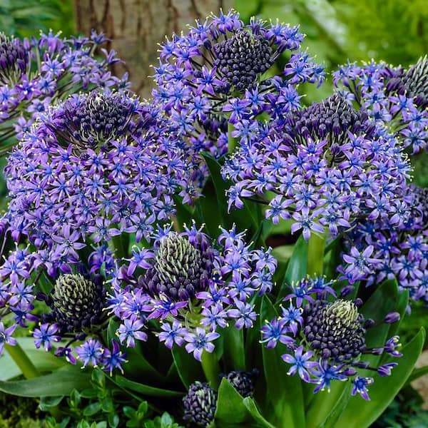 VAN ZYVERDEN Scilla Peruviana (Set of 5)