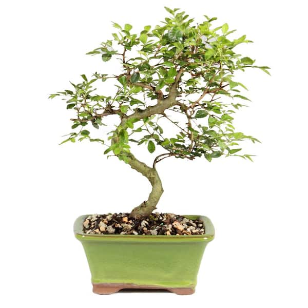 brussel's BONSAI Chinese Elm Tree Small Curved Trunk
