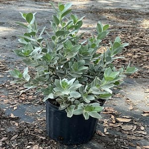 3 Gal. Silver Buttonwood Shrub with White Flowers