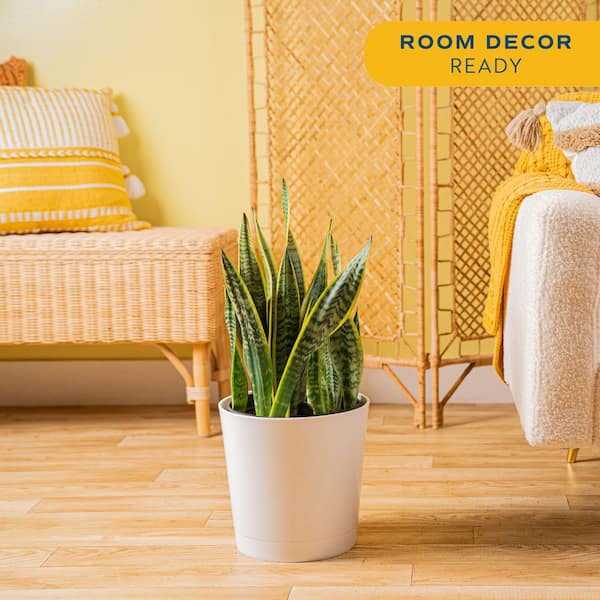 Grower's Choice Sansevieria Indoor Snake Plant in 10 in. Decor Pot, Avg. Shipping Height 1-2 ft. Tall