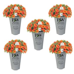 1.5 Pt. Superbells Calibrachoa Annual Plant with Orange Flowers (5-Pack)