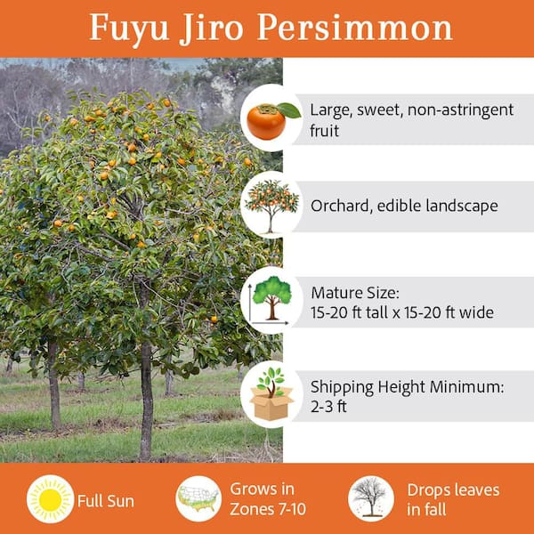 5 Gal. Fuyu Jiro Persimmon Tree