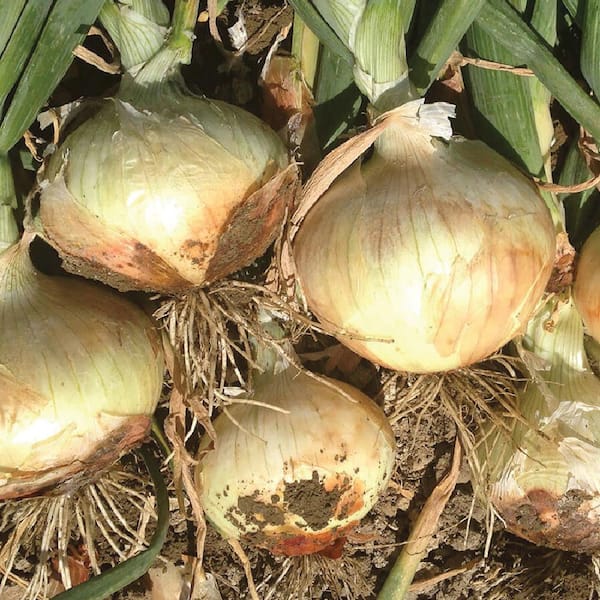 Organic Zoey Onion Seeds