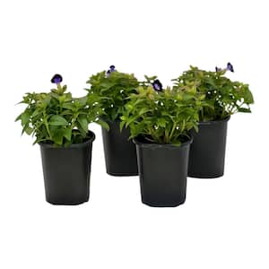1.38 Pt. Torenia Kauia Deep Blue in 4.5 In. Grower's Pot (4-Plants)