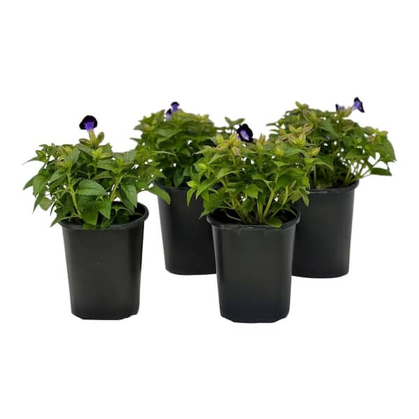 Pure Beauty Farms 1.38 Pt. Torenia Kauia Deep Blue in 4.5 In. Grower's Pot (4-Plants)