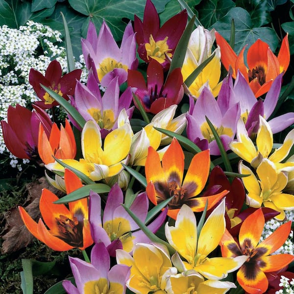 6/+ cm, Wildflower Mix Multi-Color Tulip Flower Bulbs (Bag of 100)